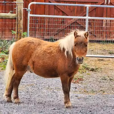 Broome Animal Sanctuary - Middleburgh, NY