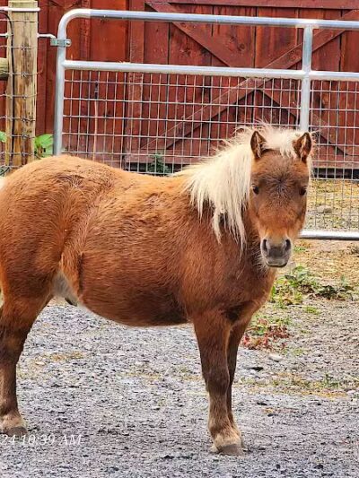 Broome Animal Sanctuary - Middleburgh, NY