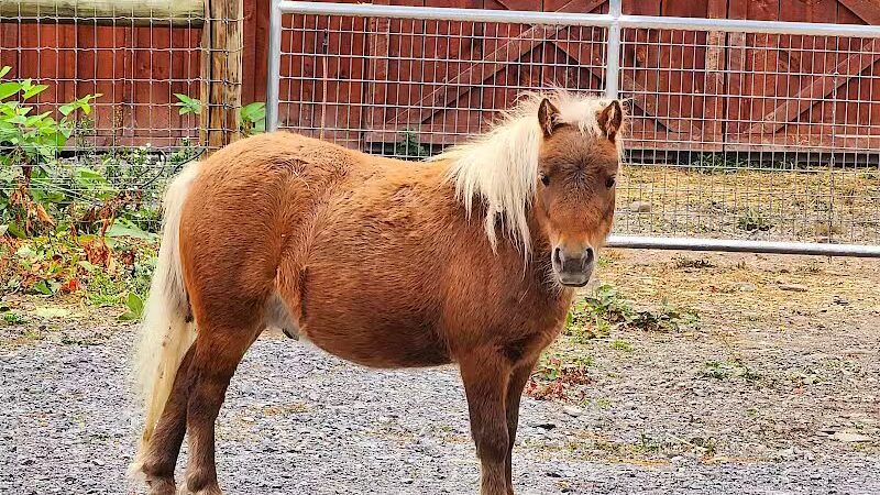Broome Animal Sanctuary - Middleburgh, NY