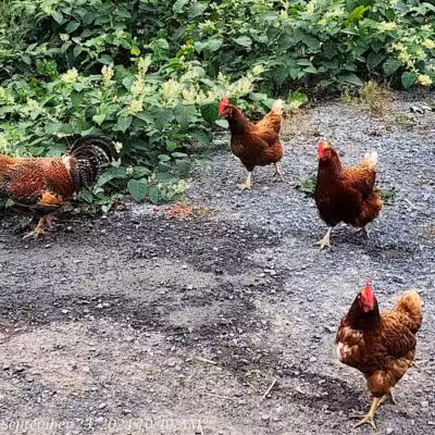 Broome Animal Sanctuary - Middleburgh, NY