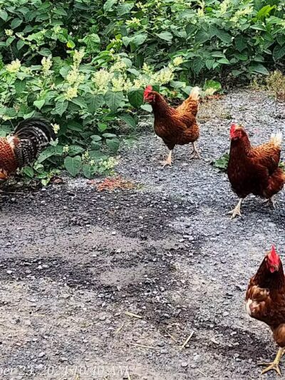 Broome Animal Sanctuary - Middleburgh, NY