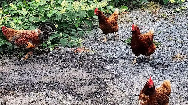 Broome Animal Sanctuary - Middleburgh, NY