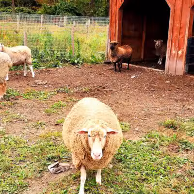 Broome Animal Sanctuary - Middleburgh, NY