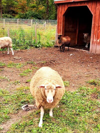 Broome Animal Sanctuary - Middleburgh, NY