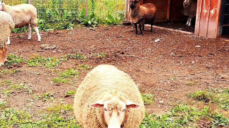 Broome Animal Sanctuary - Middleburgh, NY