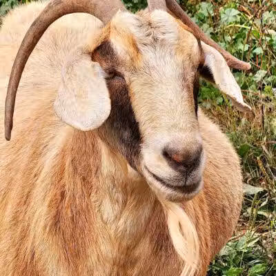Broome Animal Sanctuary - Middleburgh, NY