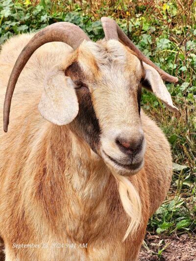 Broome Animal Sanctuary - Middleburgh, NY