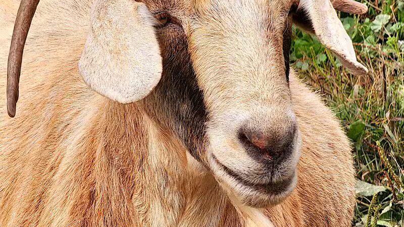 Broome Animal Sanctuary - Middleburgh, NY