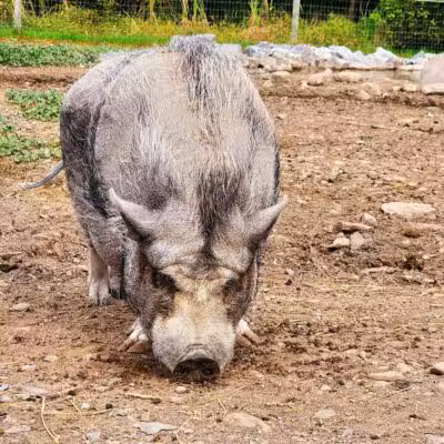 Broome Animal Sanctuary - Middleburgh, NY