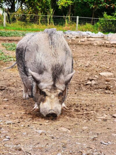 Broome Animal Sanctuary - Middleburgh, NY