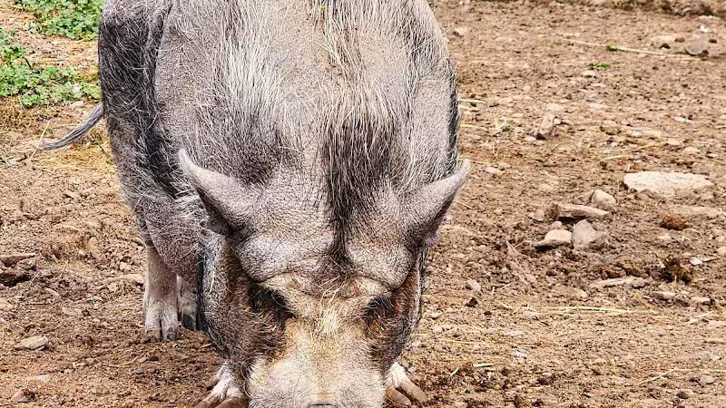 Broome Animal Sanctuary - Middleburgh, NY