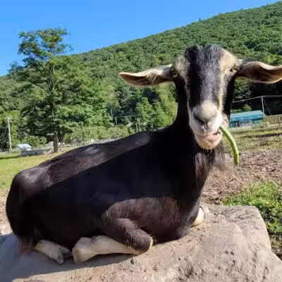 Broome Animal Sanctuary - Middleburgh, NY