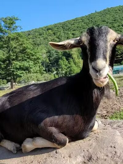 Broome Animal Sanctuary - Middleburgh, NY