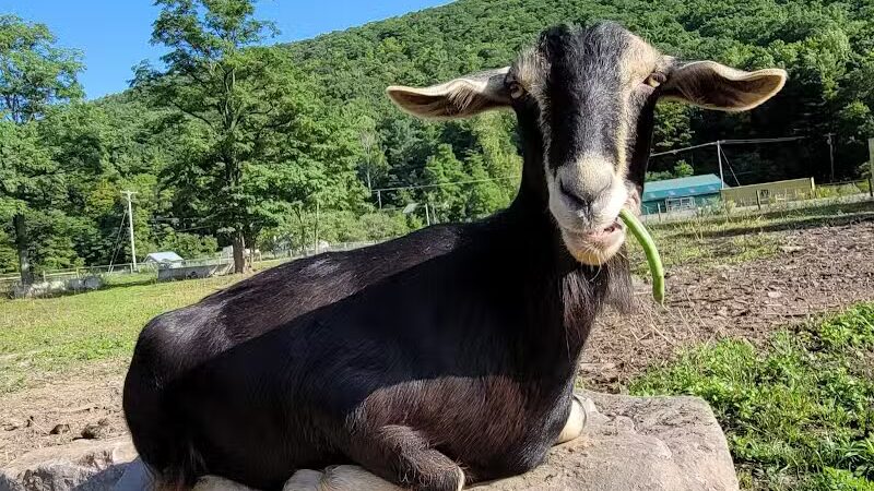 Broome Animal Sanctuary - Middleburgh, NY