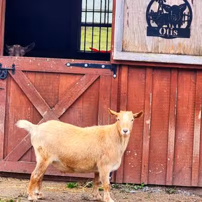 Broome Animal Sanctuary - Middleburgh, NY