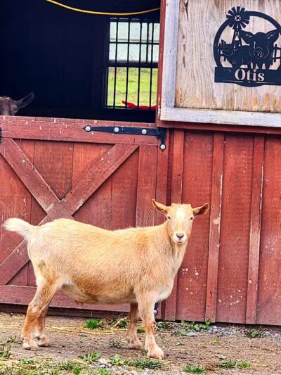 Broome Animal Sanctuary - Middleburgh, NY