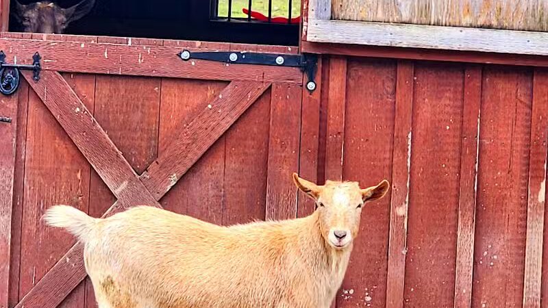 Broome Animal Sanctuary - Middleburgh, NY