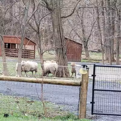 Broome Animal Sanctuary - Middleburgh, NY