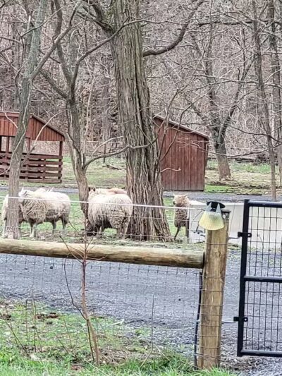 Broome Animal Sanctuary - Middleburgh, NY