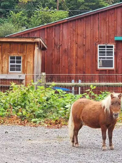 Broome Animal Sanctuary - Middleburgh, NY