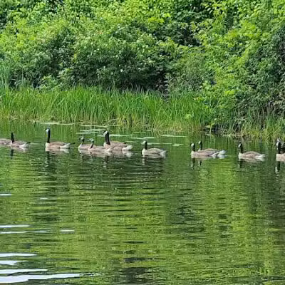 Franklinton Vlaie Wildlife Management Area - Middleburgh, NY