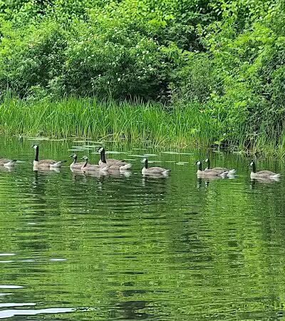 Franklinton Vlaie Wildlife Management Area - Middleburgh, NY