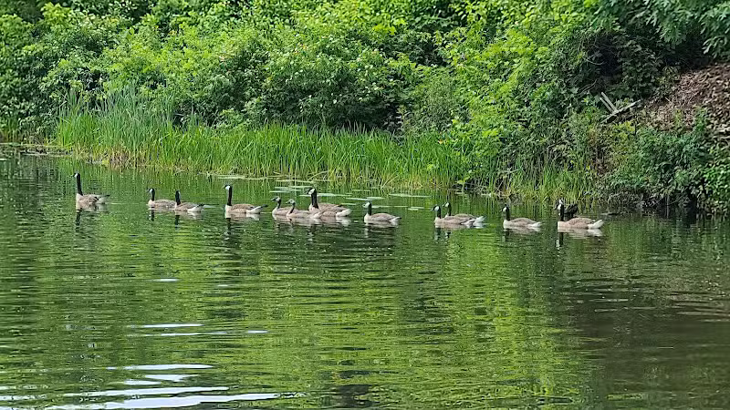 Franklinton Vlaie Wildlife Management Area - Middleburgh, NY
