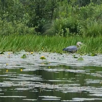 Franklinton Vlaie Wildlife Management Area - Middleburgh, NY