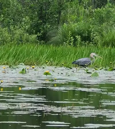 Franklinton Vlaie Wildlife Management Area - Middleburgh, NY