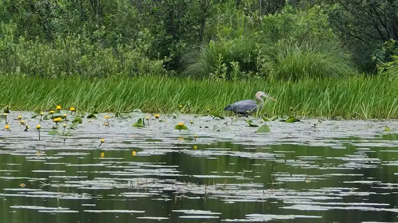 Franklinton Vlaie Wildlife Management Area - Middleburgh, NY