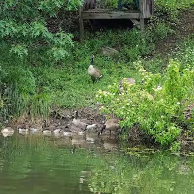 Franklinton Vlaie Wildlife Management Area - Middleburgh, NY