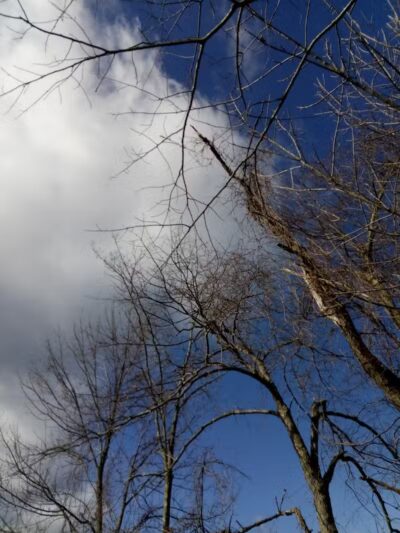 Franklinton Vlaie Wildlife Management Area - Middleburgh, NY