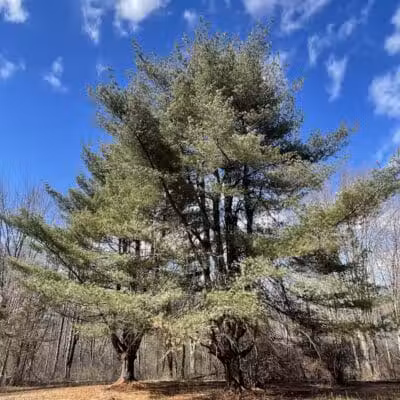 Middletown Nature Gardens - Middletown, CT