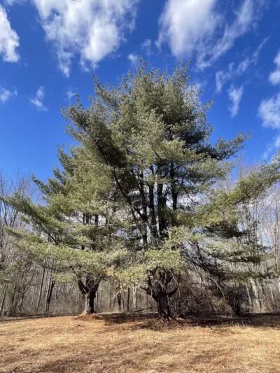 Middletown Nature Gardens - Middletown, CT