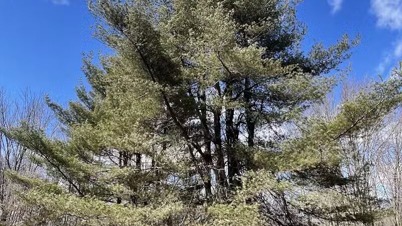 Middletown Nature Gardens - Middletown, CT