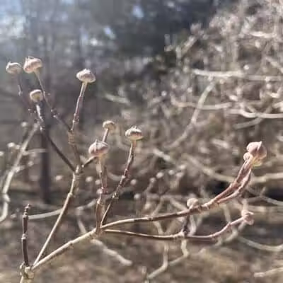 Middletown Nature Gardens - Middletown, CT