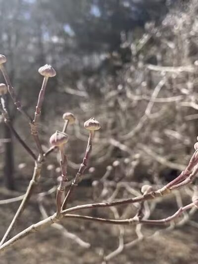 Middletown Nature Gardens - Middletown, CT