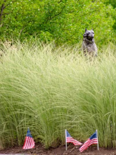 Sergeant Stubby Statue - Middletown, CT
