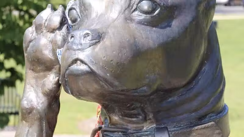 Sergeant Stubby Statue - Middletown, CT
