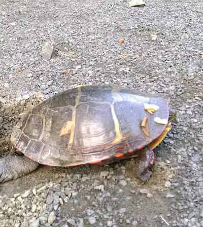 Smith Park - Middletown, CT