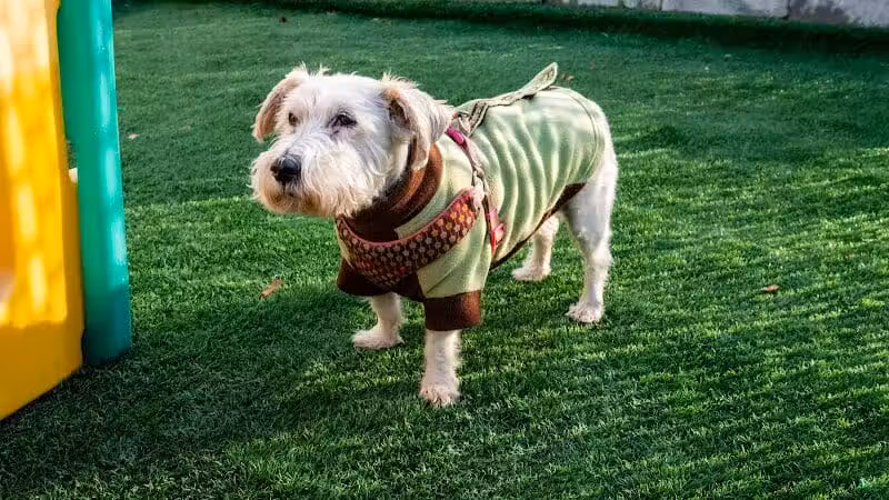 The Dog Cabin LLC - Middletown, CT