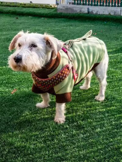 The Dog Cabin LLC - Middletown, CT