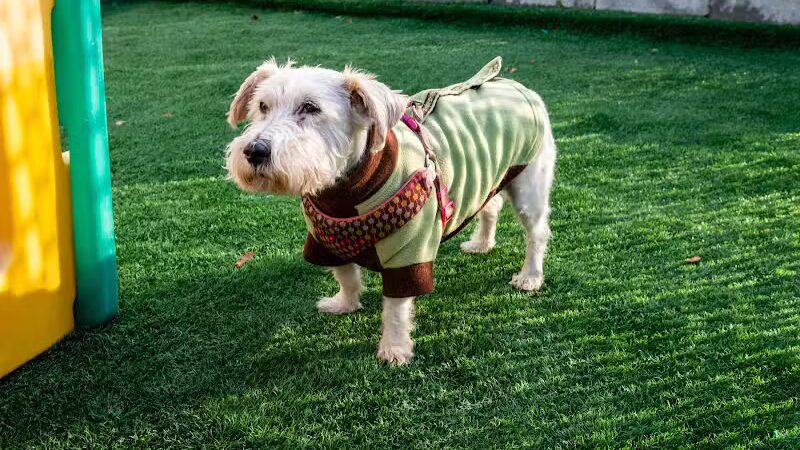 The Dog Cabin LLC - Middletown, CT