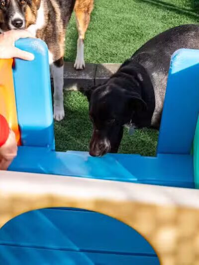 The Dog Cabin LLC - Middletown, CT