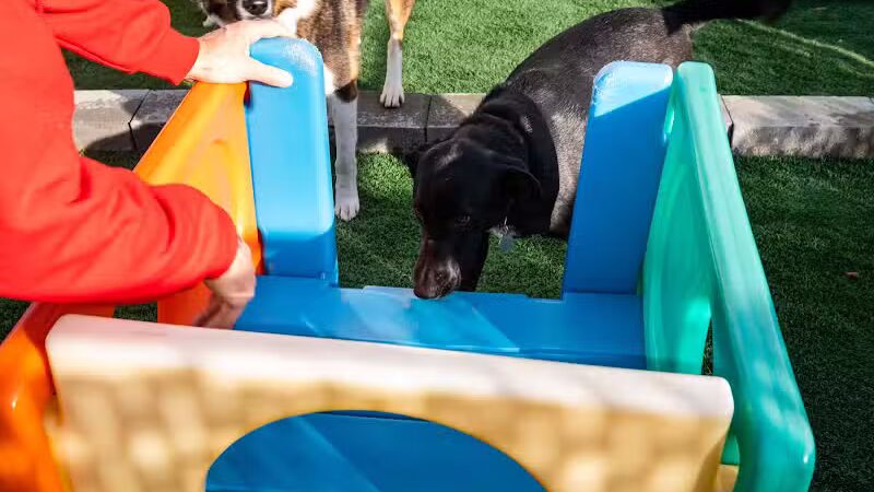 The Dog Cabin LLC - Middletown, CT