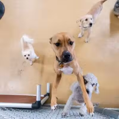 The Dog Cabin LLC - Middletown, CT