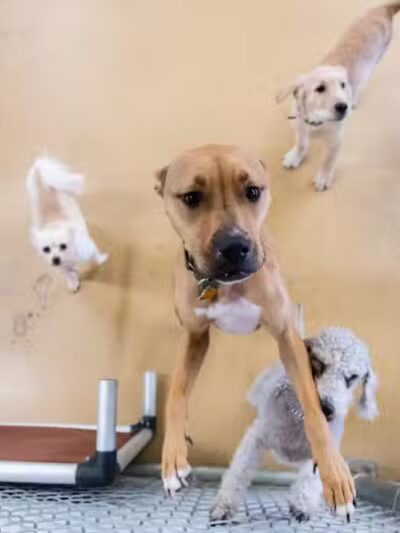 The Dog Cabin LLC - Middletown, CT