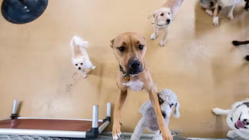 The Dog Cabin LLC - Middletown, CT