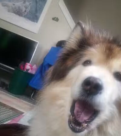 The Dog Cabin LLC - Middletown, CT