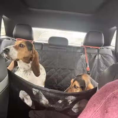 The Dog Cabin LLC - Middletown, CT
